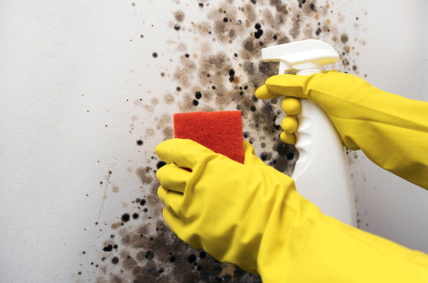 Mold Testing and Removal in Naco, AZ